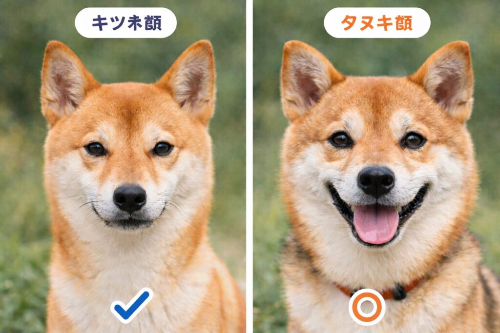 柴犬のキツネ顔とタヌキ顔の違いが分かる比較画像