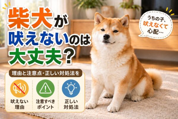 柴犬が静かに落ち着いて座っている様子