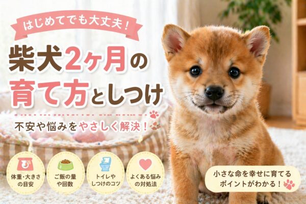 柴犬2ヶ月の子犬の様子