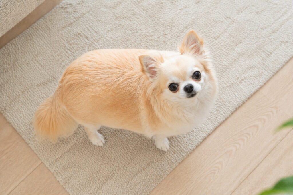 上から見た少しぽっちゃり体型のチワワ