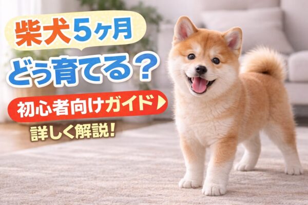 柴犬5ヶ月の子犬の様子 元気でやんちゃな時期