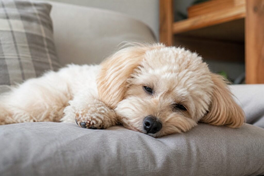 犬 7歳 シニア入り タイミング