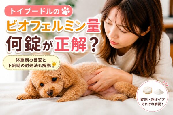 トイプードルが不安そうな表情で飼い主に見られている様子