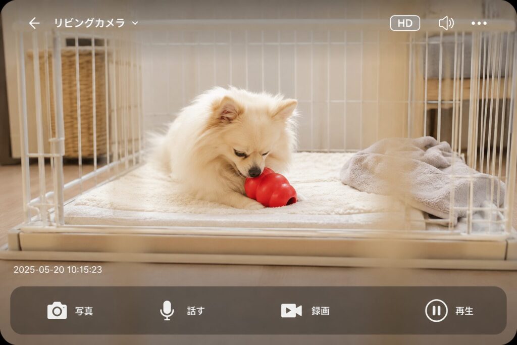 留守番中にコングで遊ぶ犬