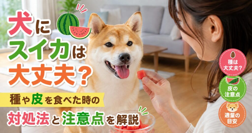 スイカを見つめる柴犬