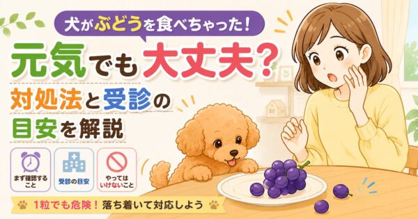 ぶどうを見つめるトイプードルと驚く飼い主