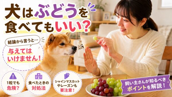 ぶどうを見つめる柴犬