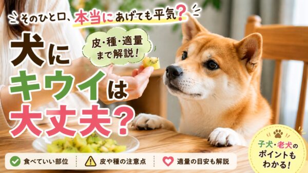 皮をむいたキウイを見つめる柴犬