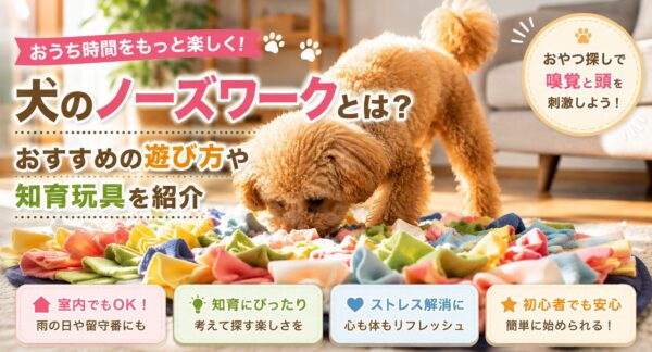 ノーズワークマットでおやつを探して遊ぶトイプードル