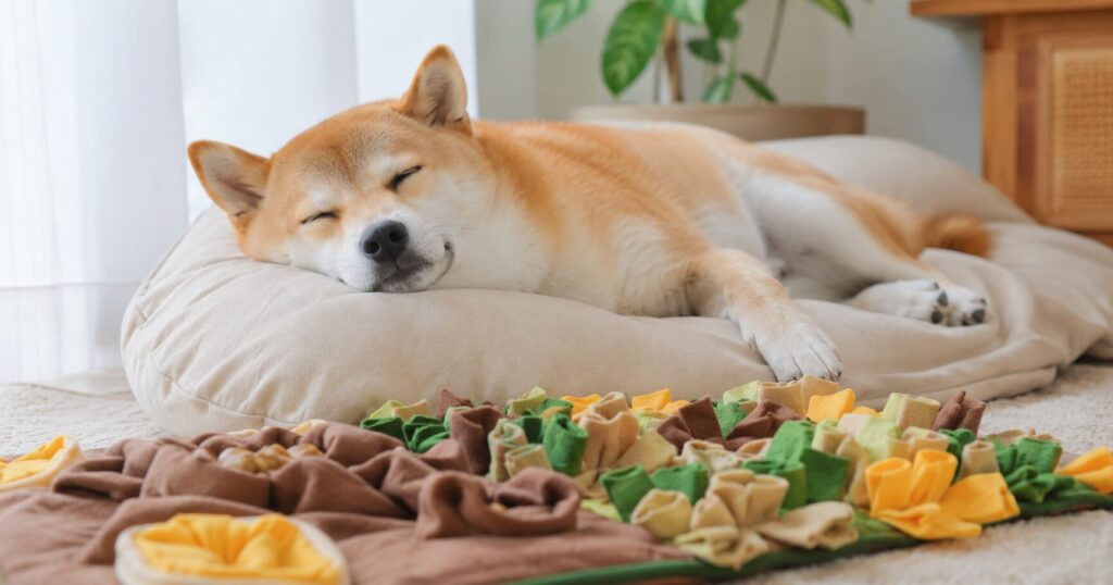 ノーズワーク後にクッションの上でリラックスして眠る犬