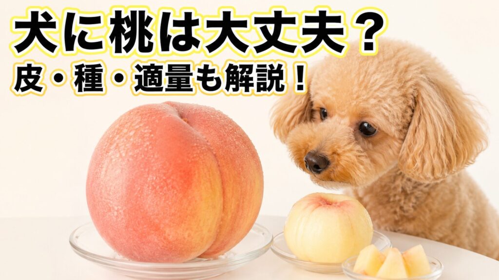 犬に桃を与える前に安全性や皮・種・適量を確認するイメージ