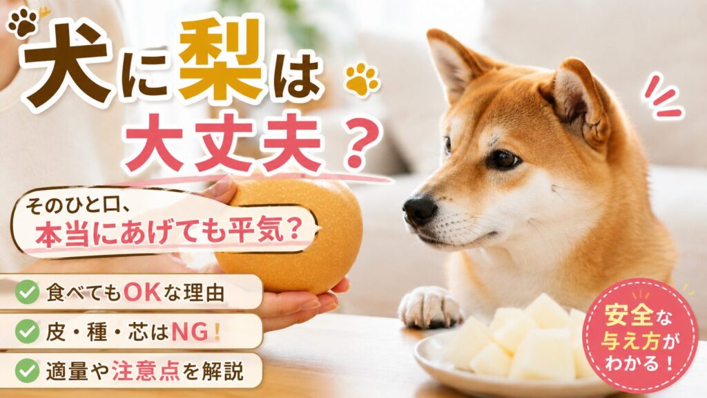 飼い主が持つ梨を見つめる柴犬