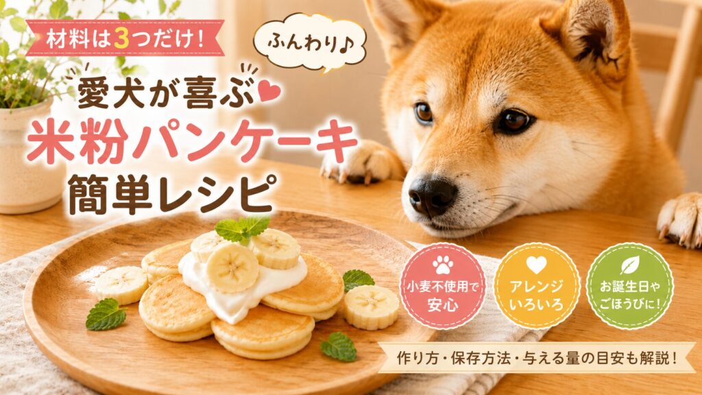 米粉で作った犬用パンケーキを見つめる柴犬