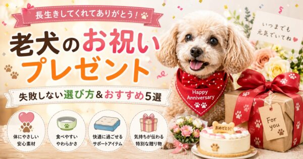 プレゼントとお祝いケーキに囲まれたシニアトイプードルの長寿祝いプレゼントを紹介するアイキャッチ画像
