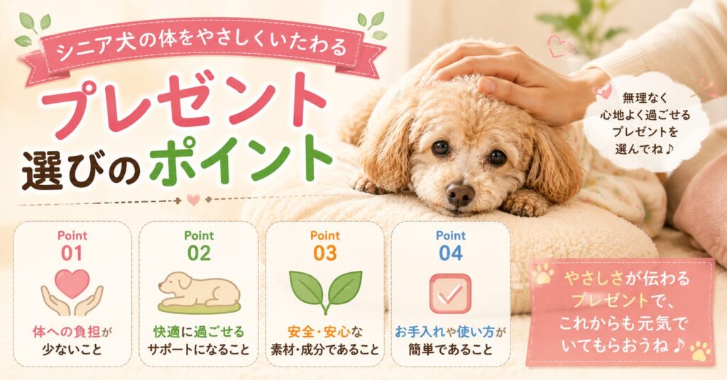 柔らかいクッションでくつろぐシニアトイプードルとプレゼント選びのポイントを紹介する画像