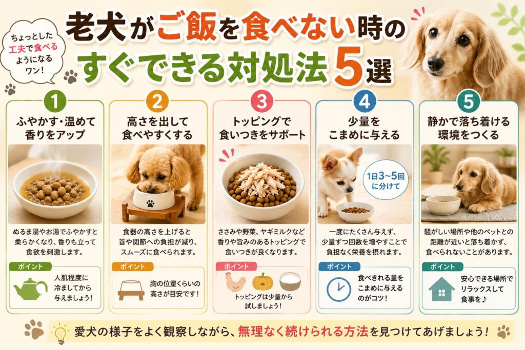 老犬がご飯を食べないときの対処法5選を図解で紹介した画像。フードをふやかす、食器の高さを調整する、トッピングを加える、少量ずつ与える、静かな環境で食べさせる方法をまとめたインフォグラフィック。