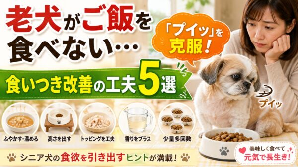 ご飯を前に顔をそむける老犬と心配そうな飼い主、「老犬がご飯を食べない…」「プイッを克服!」「食いつき改善の工夫5選」の文字が入ったアイキャッチ画像。